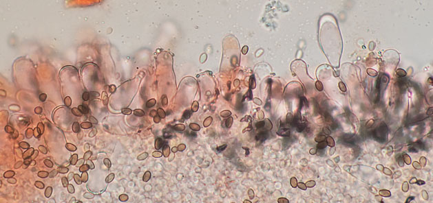 Candolleomyces candolleanus